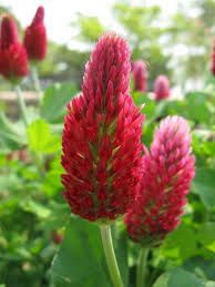 Crimson Clover Flower seeds for Planting Cut Flower Favorite Heirloom & GMO Free Seeds for Home Garden