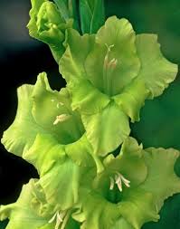 Green Gladiolus Flower Seeds for Planting Pollinator Friendly Heirloom & GMO Free Seeds for Home Garden
 
 Sale