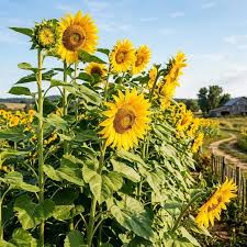 Helianthus Flower seeds for Planting Drought Tolerant Heirloom & GMO Free Seeds for Home Garden