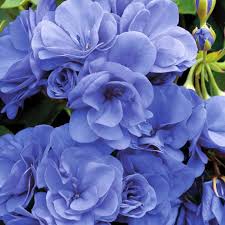 Univalve Geranium Planting Seeds - Deep Blue Elegance for Your Garden