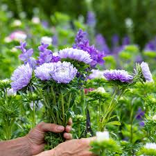 Purple China Aster Flower Seeds for Planting Wildflower Mix Heirloom & GMO Free Seeds for Home Garden
 
 Sale