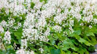 Green Tiarella Flower seeds for Planting - Compact Growth, Heirloom & GMO Free Seeds for Home Garden