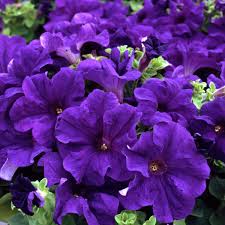 Light Blue Petunia Flower seeds for Planting Easy to Grow Heirloom & GMO Free Seeds for Home Garden