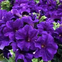 Light Blue Petunia Flower seeds for Planting Easy to Grow Heirloom & GMO Free Seeds for Home Garden