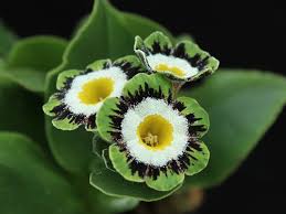 Green Shade Auricula Flower seeds for Planting - Shade Tolerant, Heirloom & GMO Free Seeds for Home Garden
