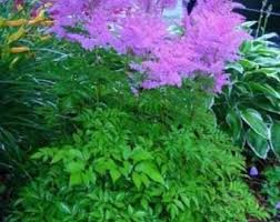 Purple Astilbe Perennial Flower Seeds for Planting Pollinator Friendly Heirloom & GMO Free Seeds for Home Garden
 
 Sale