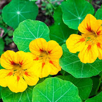 Yellow Red Nasturtium Flower Seeds Planting