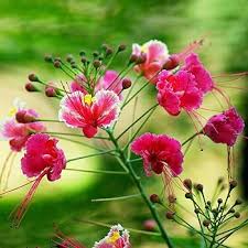 Pink Caesalpinia Flower seeds for Planting Pollinator Friendly Heirloom & GMO Free Seeds for Home Garden