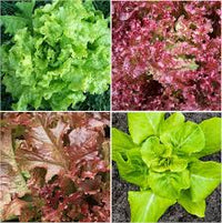 Mixed Gourmet Vegetable Planting Seeds