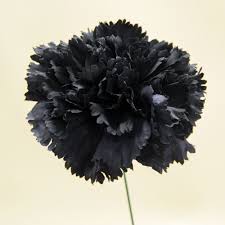 Black Carnation Flower Seeds for Planting Sun Loving Heirloom & GMO Free Seeds for Home Garden
 
 Sale