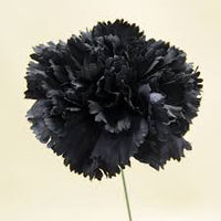 Black Carnation Flower Seeds for Planting Sun Loving Heirloom & GMO Free Seeds for Home Garden
 
 Sale