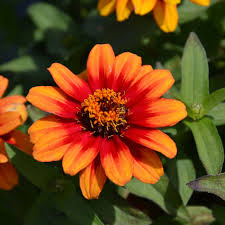 Zinnia Profusion Flower seeds for Planting Seasonal Bloomer Heirloom & GMO Free Seeds for Home Garden