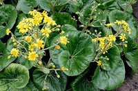 Farfugium Japonicum Flower seeds for Planting - Garden Favorite, Heirloom & GMO Free Seeds for Home Garden