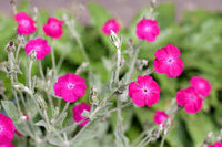 Violet Lychnis Flower Seeds - Stunning Blooms for Your Garden