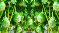 Thai Eggplant Seeds for Planting - Cultivate Flavorful and Versatile Vegetables in Your Garden