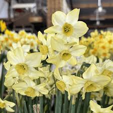 Light Yellow Daffodil Flower seeds for Planting - Perfect for Borders, Heirloom & GMO Free Seeds for Home Garden