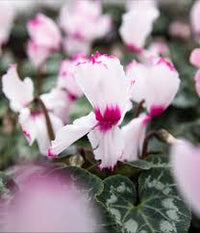 Purple White Cyclamen Flower seeds for Planting - Easy to Grow, Heirloom & GMO Free Seeds for Home Garden