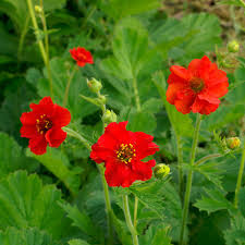 Geum Flower seeds for Planting Low Maintenance Heirloom & GMO Free Seeds for Home Garden