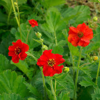 Geum Flower seeds for Planting Low Maintenance Heirloom & GMO Free Seeds for Home Garden