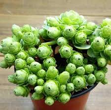 Greenovia Flower seeds for Planting - Premium Quality, Heirloom & GMO Free Seeds for Home Garden