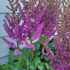 Lavender Astilbe Flower seeds for Planting Bright Blooms Heirloom & GMO Free Seeds for Home Garden 
 
 Sale