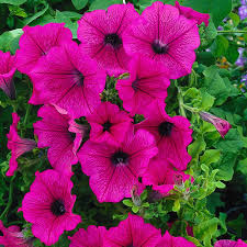 Cerise Pink Petunia Flower seeds for Planting - Seasonal Bloomer, Heirloom & GMO Free Seeds for Home Garden