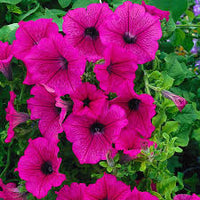 Cerise Pink Petunia Flower seeds for Planting - Seasonal Bloomer, Heirloom & GMO Free Seeds for Home Garden