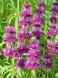Monarda Hybrida Flower seeds for Planting - Perfect for Borders, Heirloom & GMO Free Seeds for Home Garden