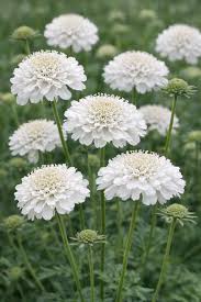 Heirloom Scabiosa Flower seeds for Planting Bright Blooms Heirloom & GMO Free Seeds for Home Garden