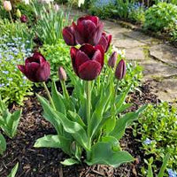 Maroon Tulip Flower seeds for Planting Easy to Grow Heirloom & GMO Free Seeds for Home Garden