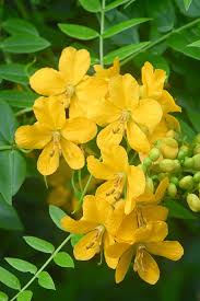 Yellow Cassia Alata Seeds for Planting - Medicinal Benefits