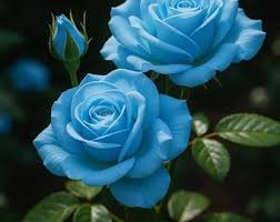 Sky Blue Unique Rose Flower Seeds for Planting Easy to Grow Heirloom & GMO Free Seeds for Home Garden
 
 Sale