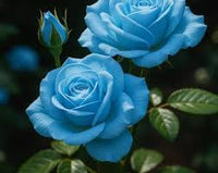 Sky Blue Unique Rose Flower Seeds for Planting Easy to Grow Heirloom & GMO Free Seeds for Home Garden
 
 Sale