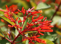 Pink Firebush Flower seeds for Planting - Premium Quality, Heirloom & GMO Free Seeds for Home Garden