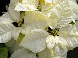 White Poinsettia Seeds for Planting Long Bloom Season Heirloom & GMO Free Seeds for Home Garden  Sale