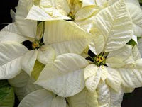 White Poinsettia Seeds for Planting Long Bloom Season Heirloom & GMO Free Seeds for Home Garden  Sale