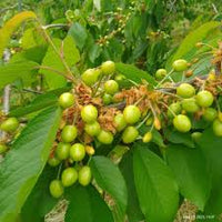 Light Green and Red Cherry Fruit Seeds for Planting