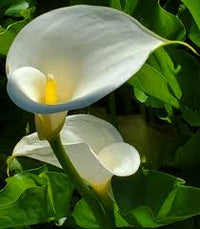 White Rich Aroma Flower seeds for Planting - Colorful Display, Heirloom & GMO Free Seeds for Home Garden