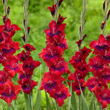 Burgundy Gladiolus Flower Seeds for Planting Compact Growth Heirloom & GMO Free Seeds for Home Garden
 
 Sale