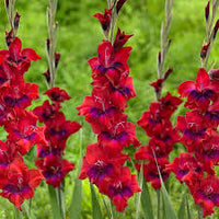 Burgundy Gladiolus Flower Seeds for Planting Compact Growth Heirloom & GMO Free Seeds for Home Garden
 
 Sale
