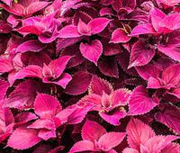 Velvet Coleus Jazz Flower seeds for Planting - Pollinator Friendly, Heirloom & GMO Free Seeds for Home Garden