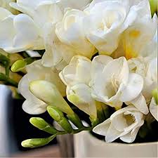 White Freesia Flower Seeds for Planting Hardy Variety Heirloom & GMO Free Seeds for Home Garden
 
 Sale