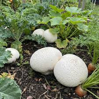 Puffball Mushroom Vegetable Planting Seeds