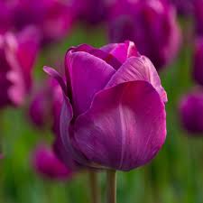 Violet Tulip Flower Seeds for Planting Shade Tolerant Heirloom & GMO Free Seeds for Home Garden
 
 Sale