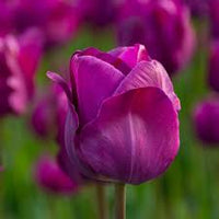 Violet Tulip Flower Seeds for Planting Shade Tolerant Heirloom & GMO Free Seeds for Home Garden
 
 Sale