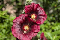 Dark Red Althaea Rosea Flower Seeds for Planting – Heirloom NonGMO Seeds for Your Garden Hardy Variety 
 
 Sale