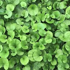 Dichondra Flower seeds for Planting - Cottage Garden Essential, Heirloom & GMO Free Seeds for Home Garden