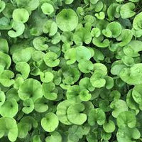 Dichondra Flower seeds for Planting - Cottage Garden Essential, Heirloom & GMO Free Seeds for Home Garden