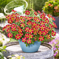 Pink & Yellow Petunia Flower seeds for Planting Bright Blooms Heirloom & GMO Free Seeds for Home Garden