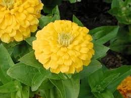 Brown Yellow Zinnia Flower seeds for Planting Hardy Variety Heirloom & GMO Free Seeds for Home Garden